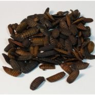 4296946223 busya phoenix worm.jpg