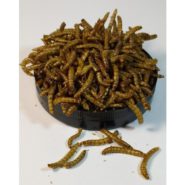 4296949660 busya mealworm muchnoj.jpg